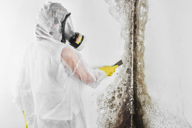 Trusted Camp Hill, PA Mold Prevention & Removal  Experts